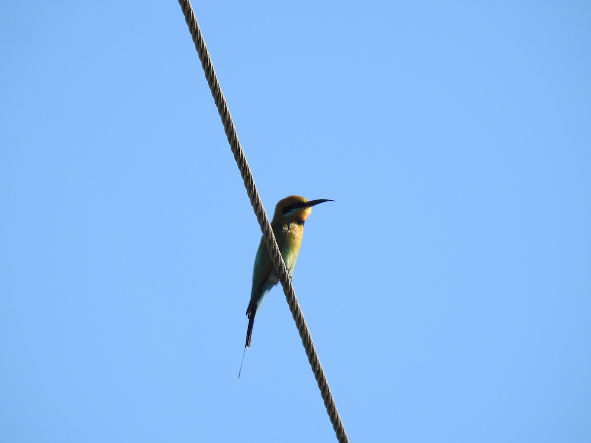Rainbow Bee-eater - ML621059208