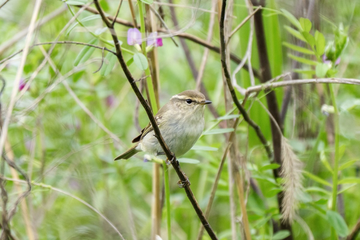 Yellow-browed Warbler - ML621059224