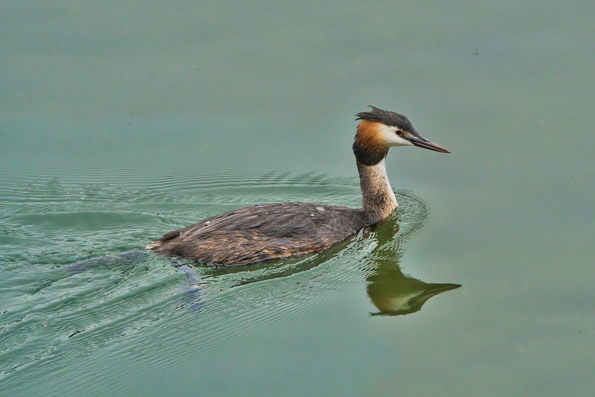 Great Crested Grebe - ML621059225