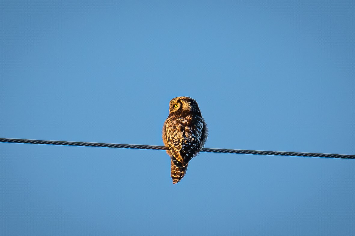 Northern Hawk Owl - ML621059230
