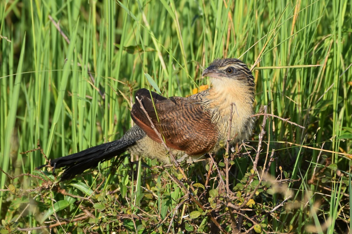 White-browed Coucal - ML621059237