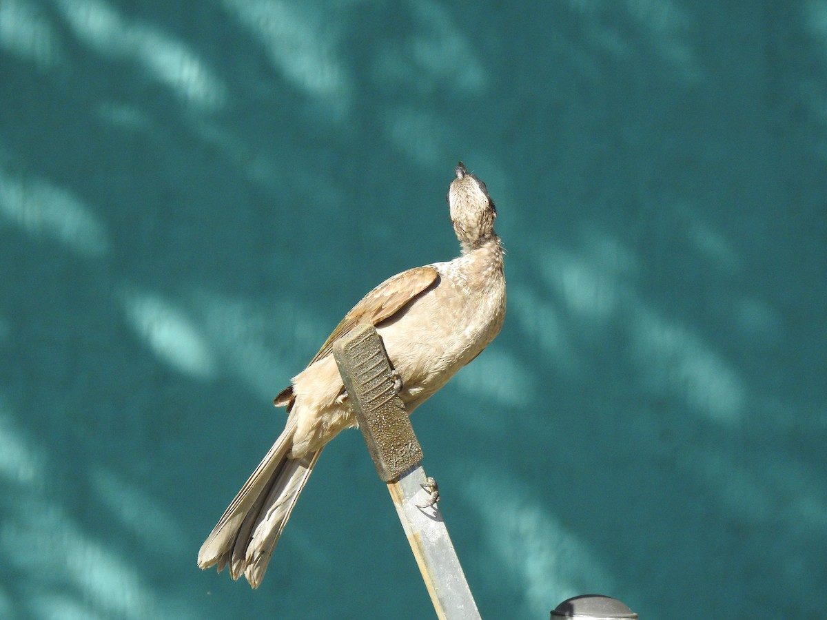 Helmeted Friarbird - ML621059238