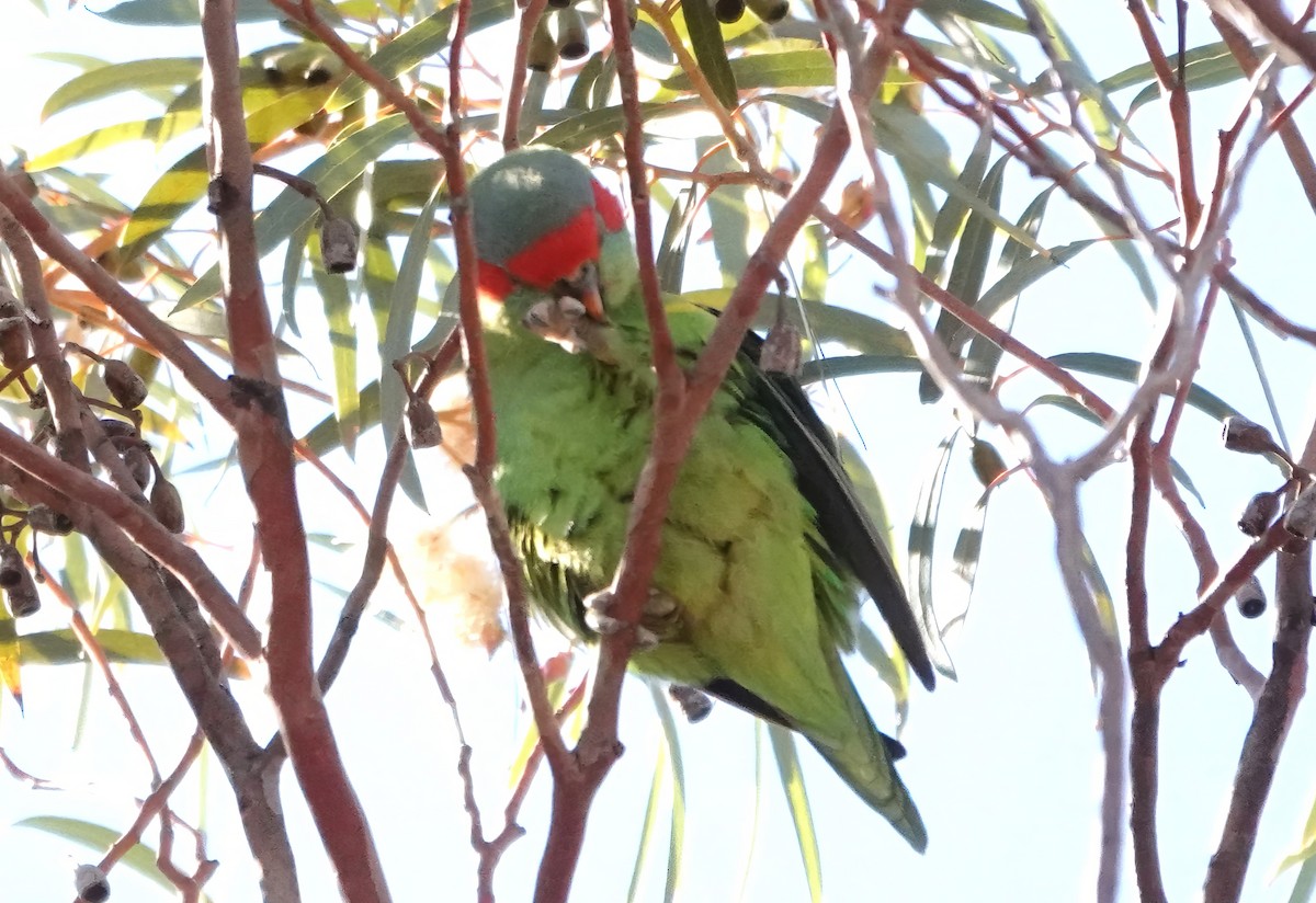 Musk Lorikeet - ML621059239