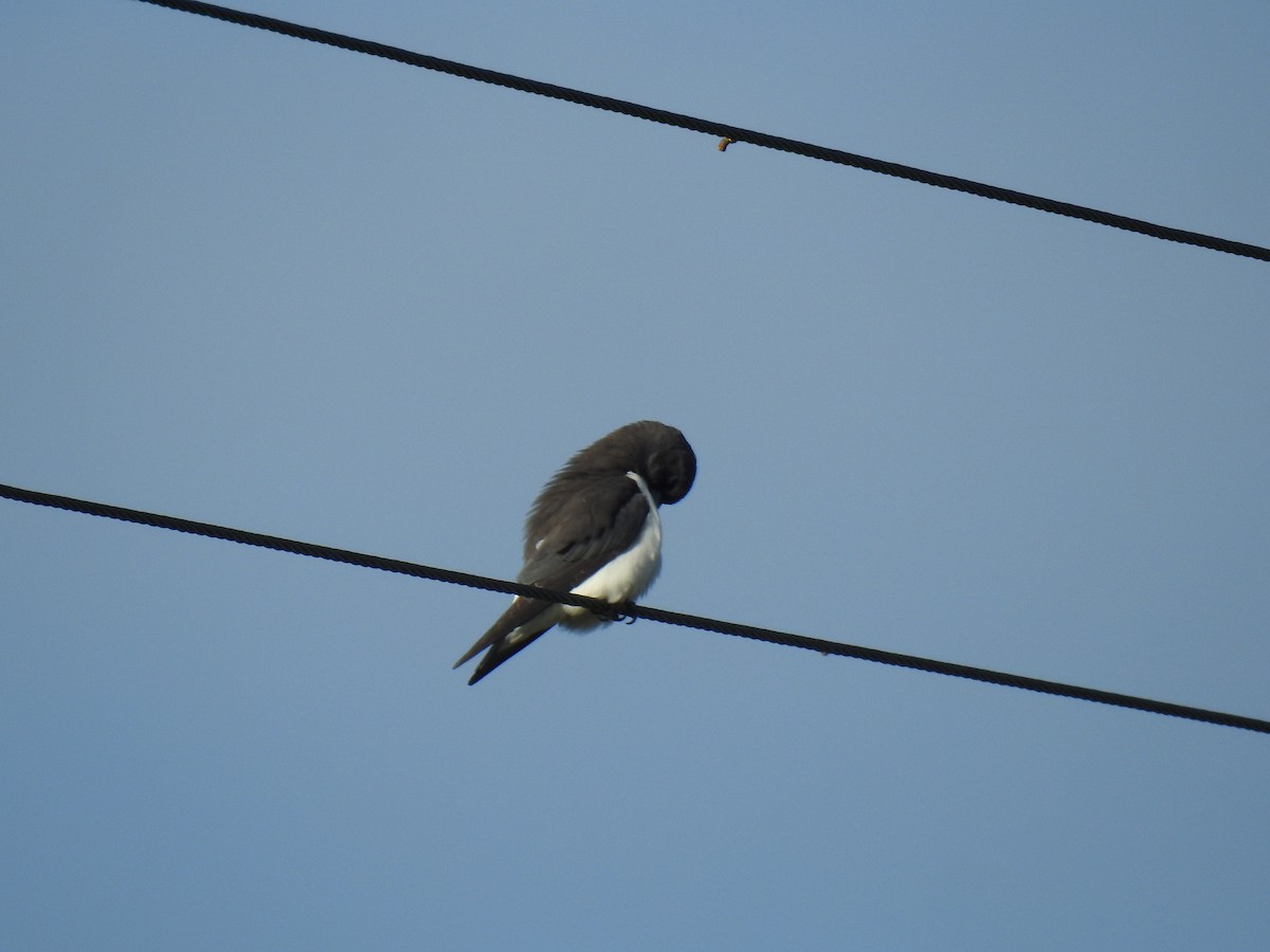 White-breasted Woodswallow - ML621059265