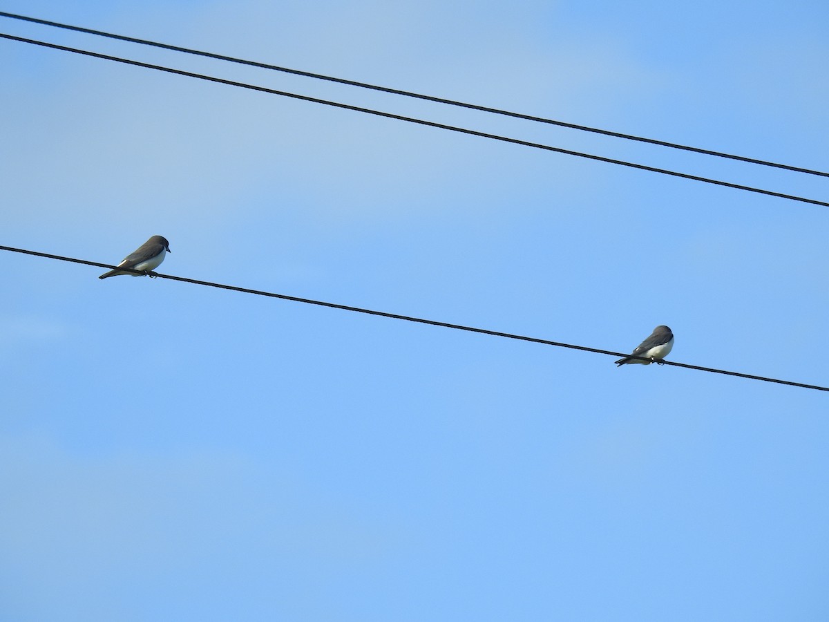 White-breasted Woodswallow - ML621059266
