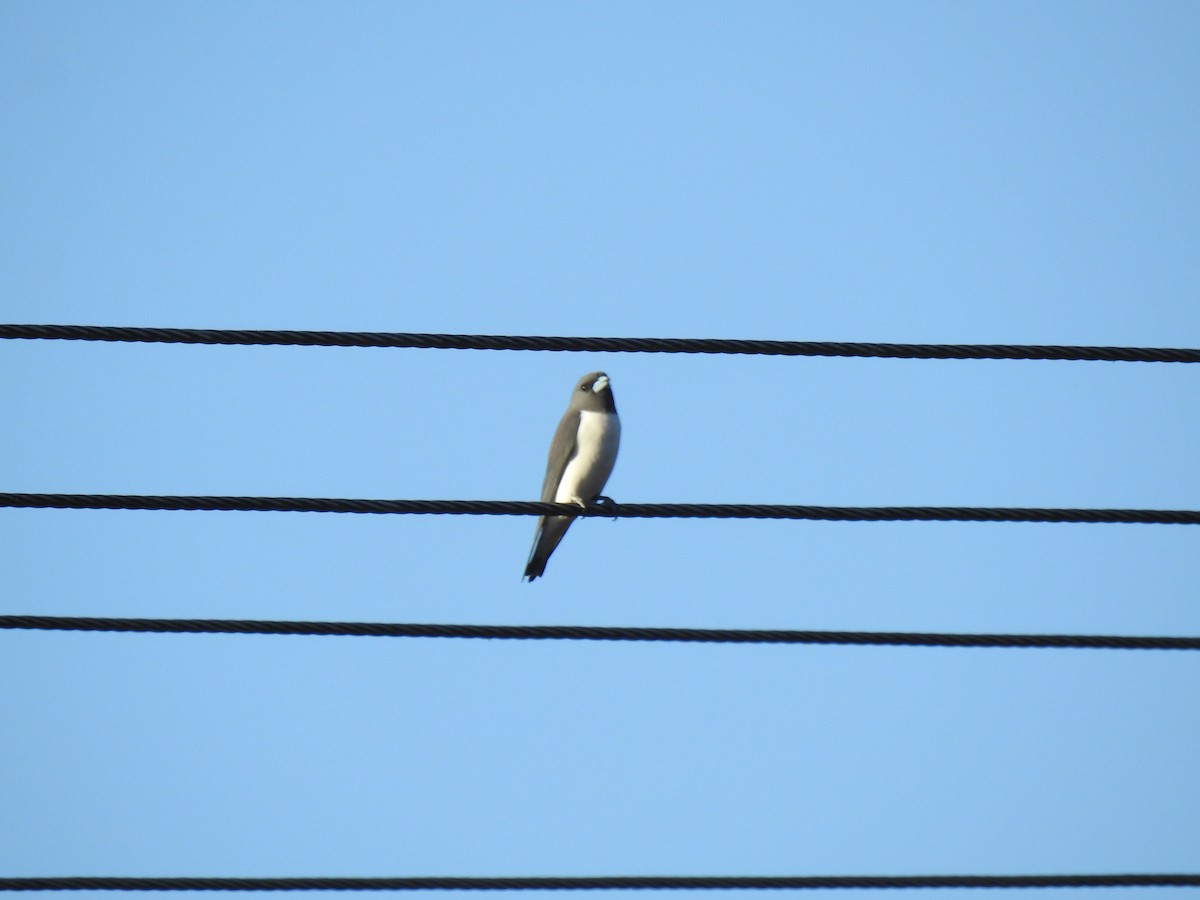 White-breasted Woodswallow - ML621059275