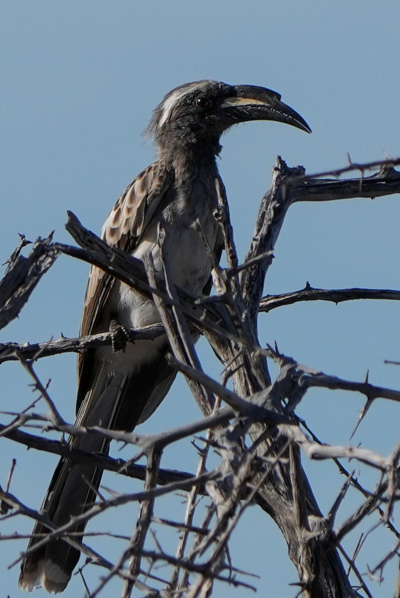 African Gray Hornbill - ML621059293