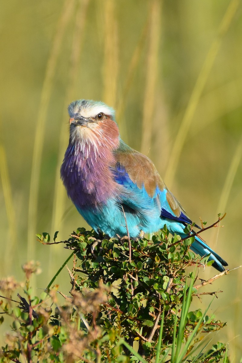 Lilac-breasted Roller - ML621059295