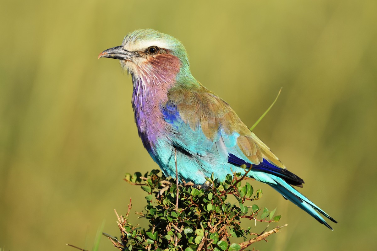 Lilac-breasted Roller - ML621059296