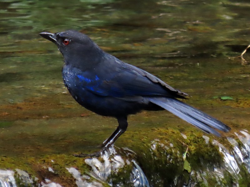Тайваньская синяя птица - ML621059308