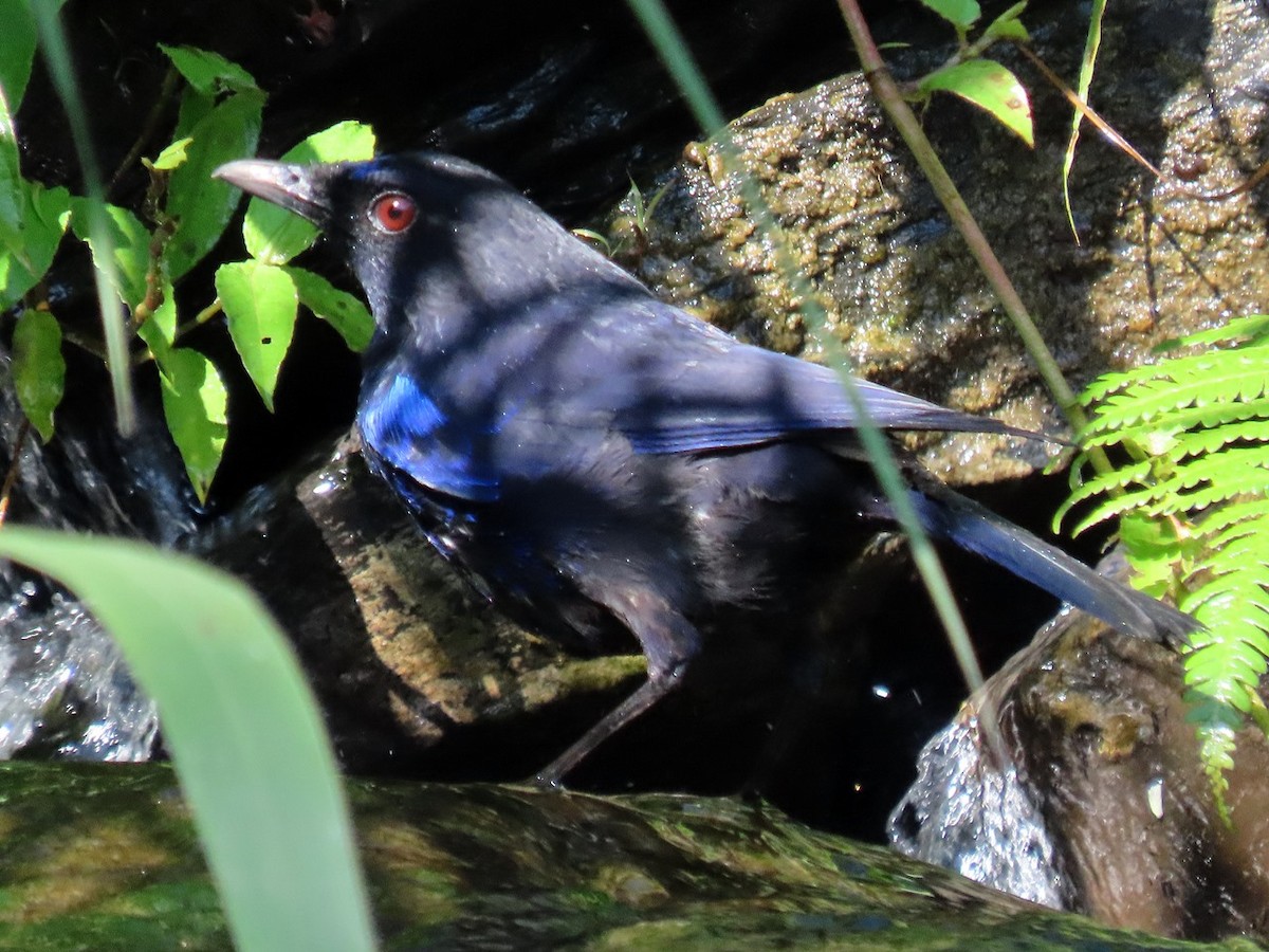 Тайваньская синяя птица - ML621059316