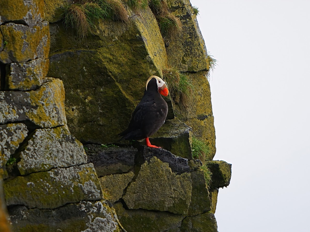 Tufted Puffin - ML621059341