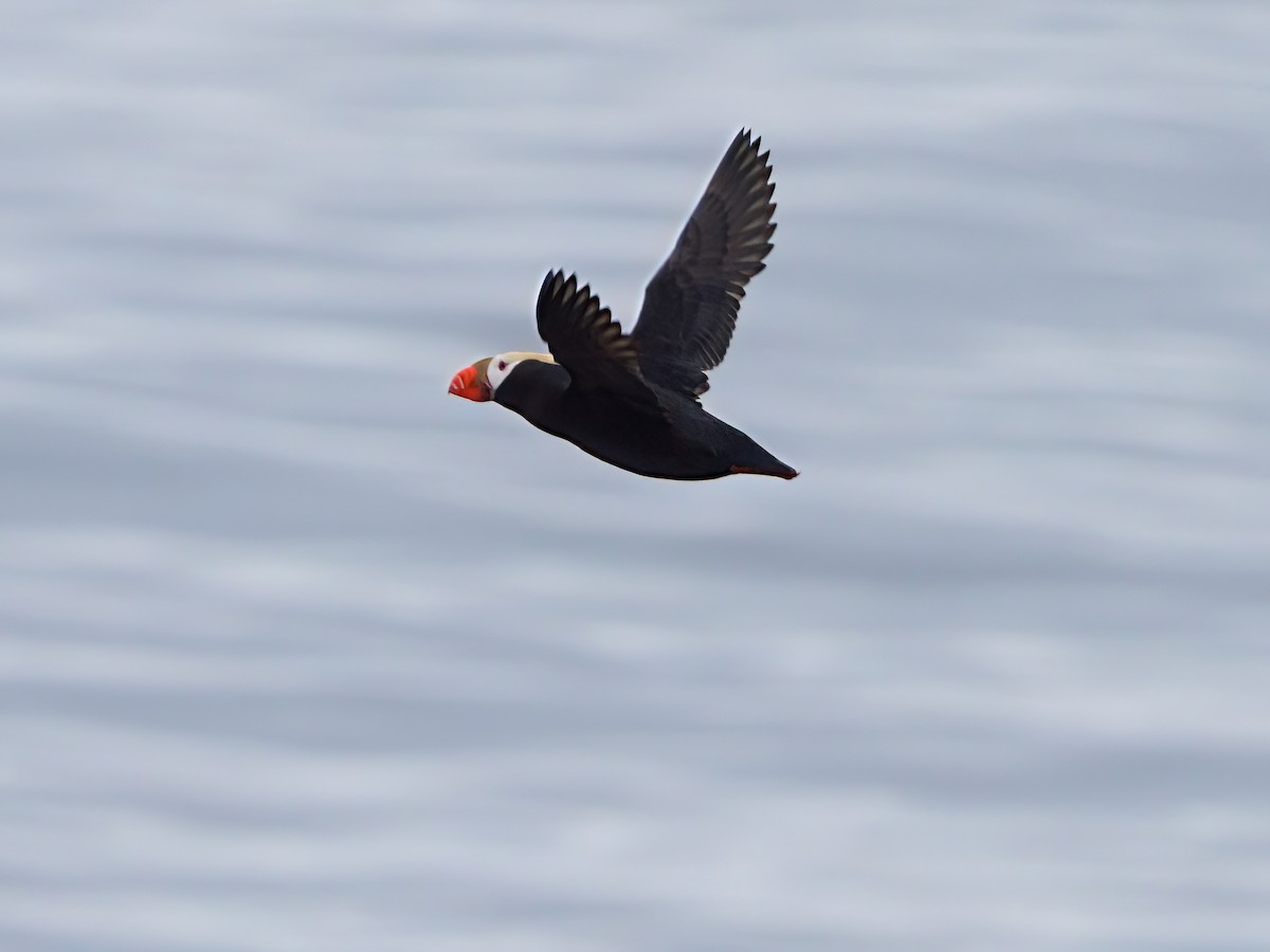 Tufted Puffin - ML621059344