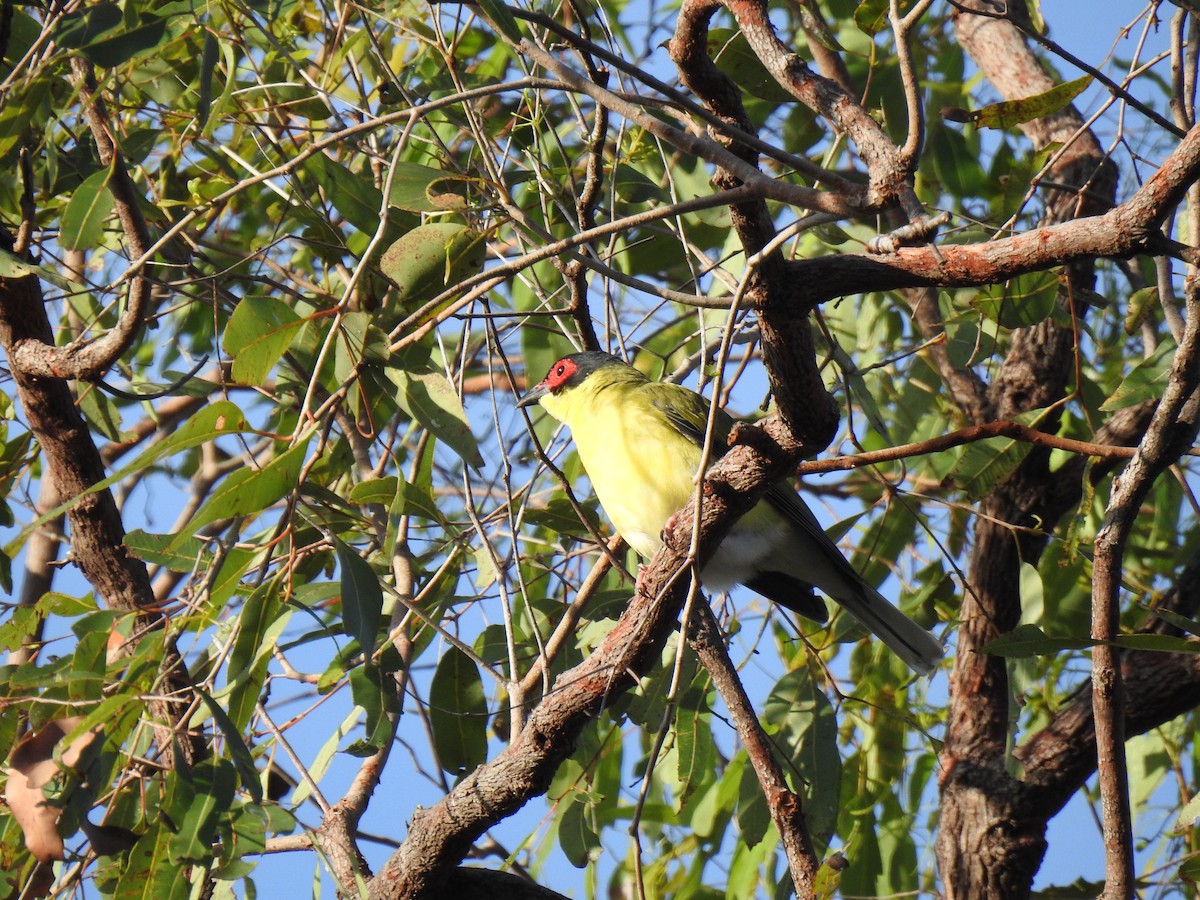 Australasian Figbird - ML621059347