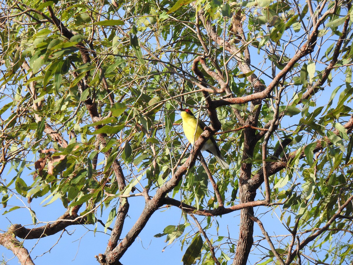 Australasian Figbird - ML621059348