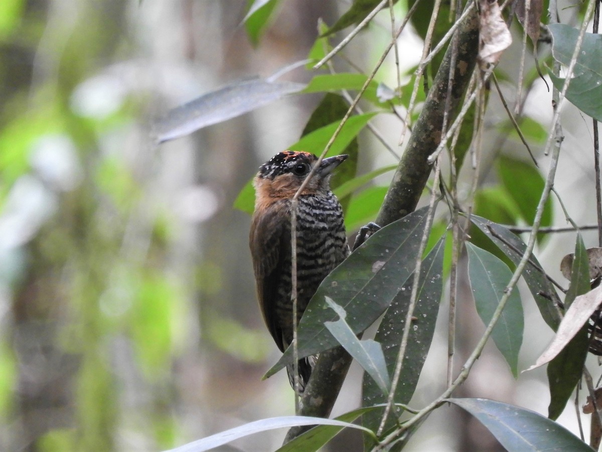 Ochre-collared Piculet - ML621059351