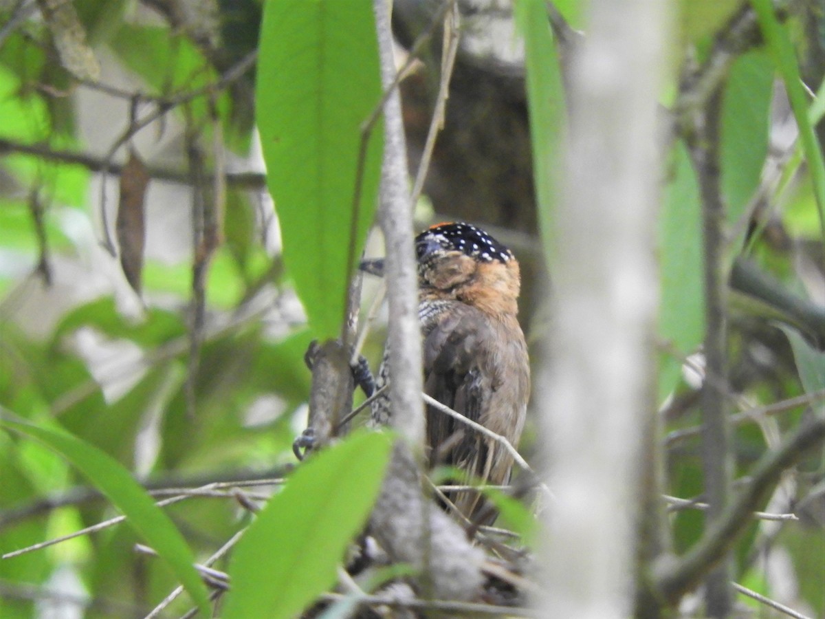 Ochre-collared Piculet - ML621059352