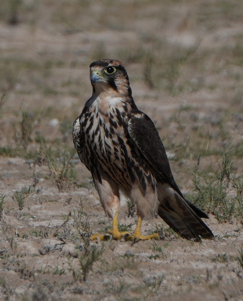 Lanner Falcon - ML621059364