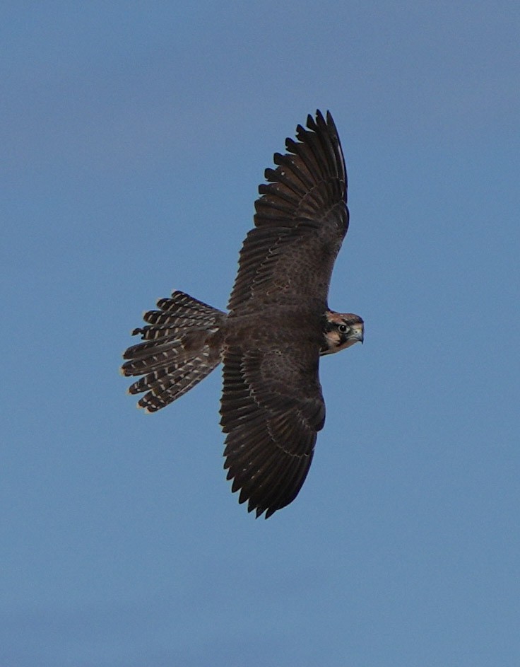 Lanner Falcon - ML621059365