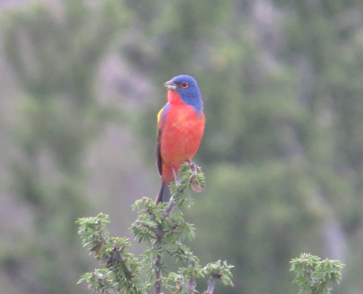 Painted Bunting - ML621059389