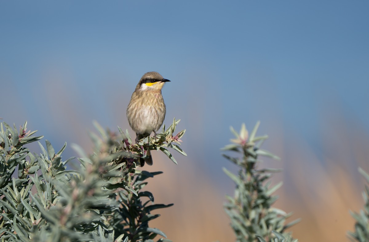 medosavka zpěvná - ML621059393