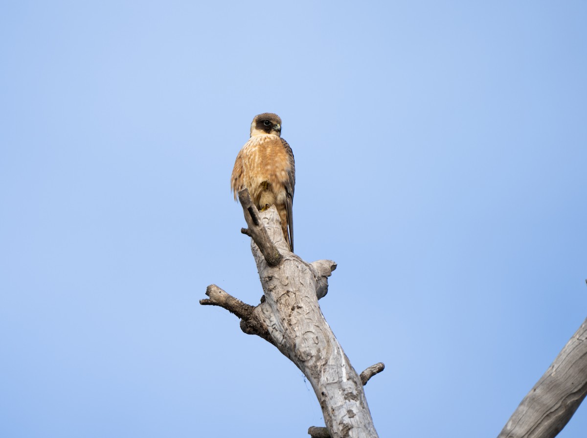 Australian Hobby - ML621059396