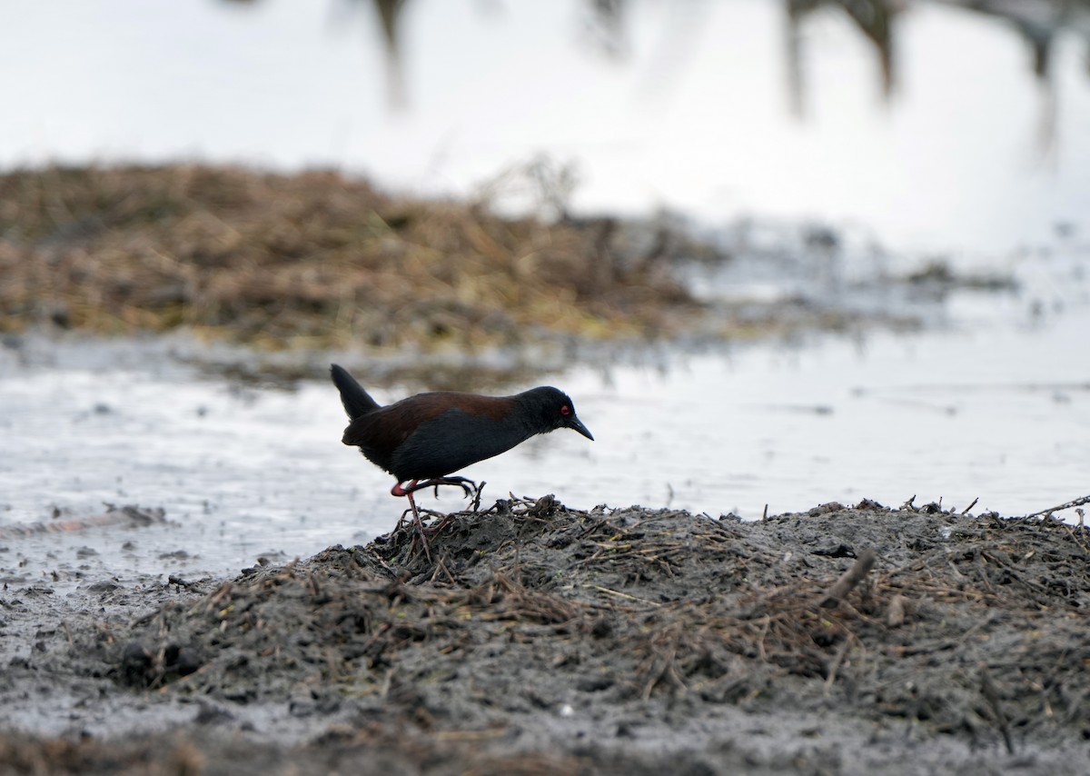 chřástal temný - ML621059400