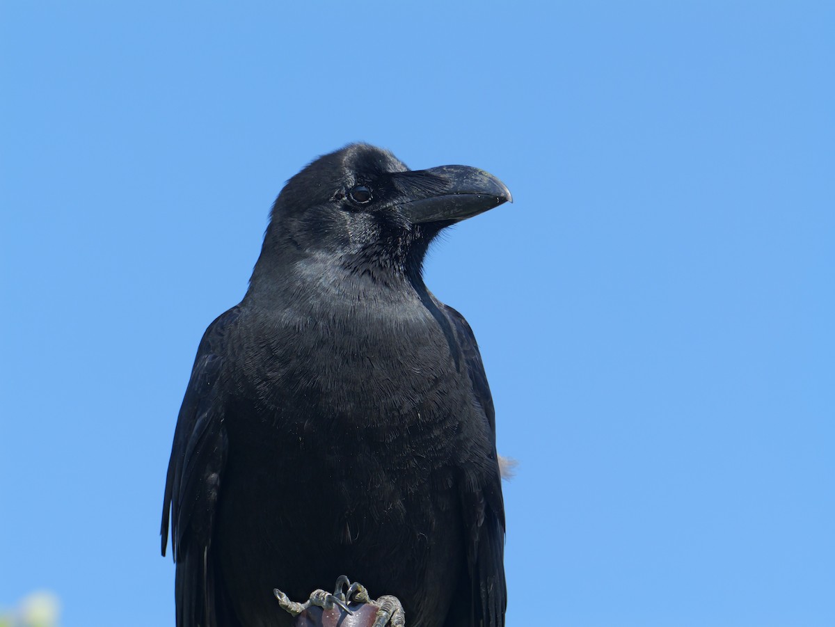 Large-billed Crow - ML621059438
