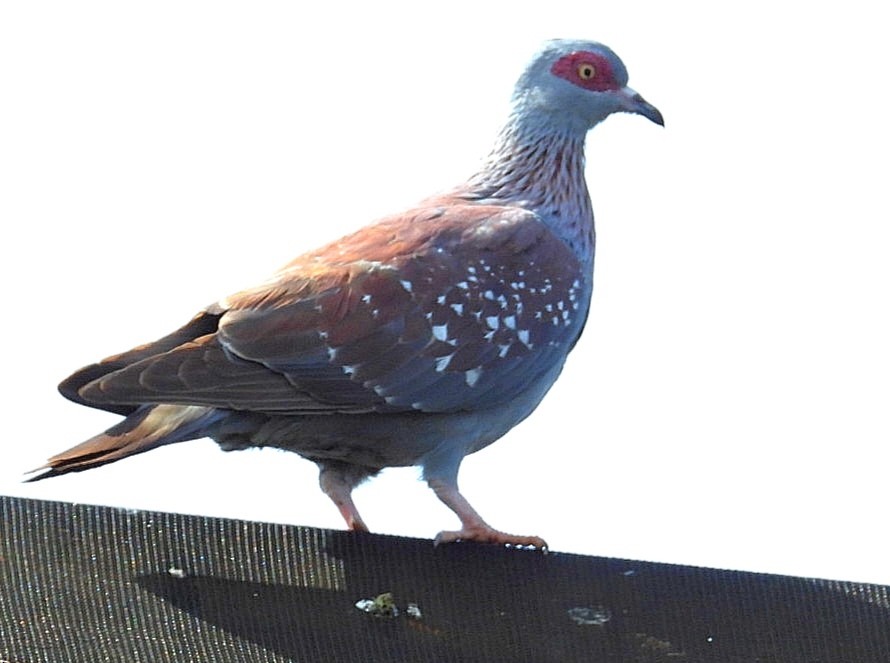 Speckled Pigeon - ML621059444