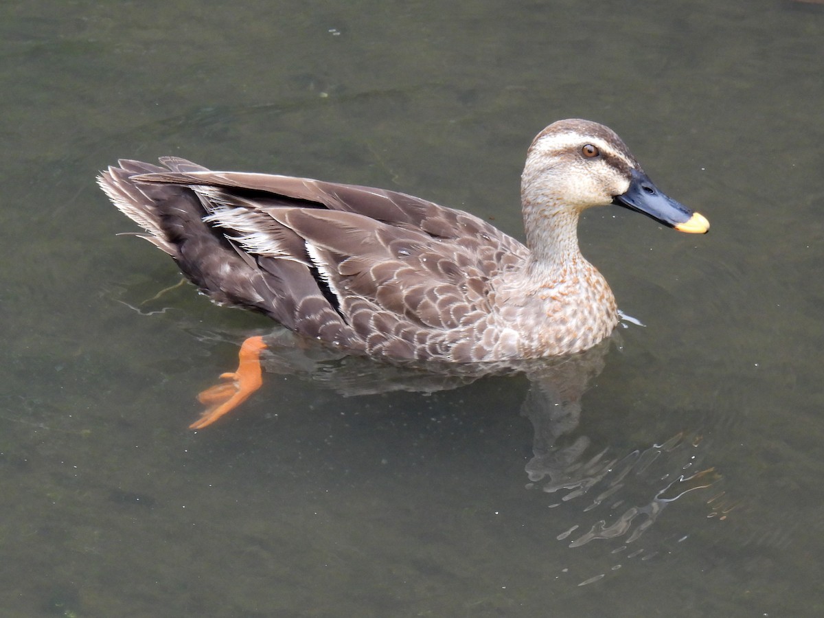 Eastern Spot-billed Duck - ML621059447