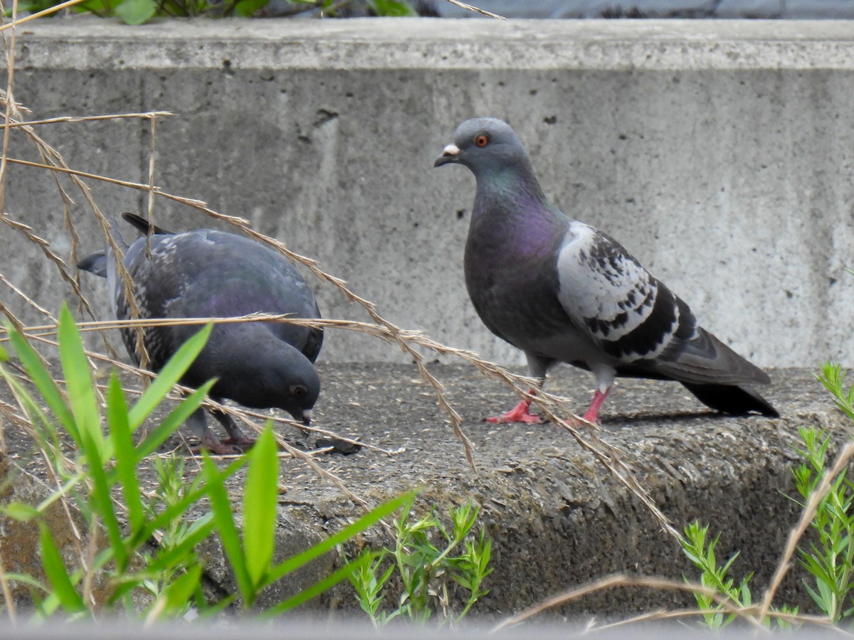 Rock Pigeon (Feral Pigeon) - ML621059449
