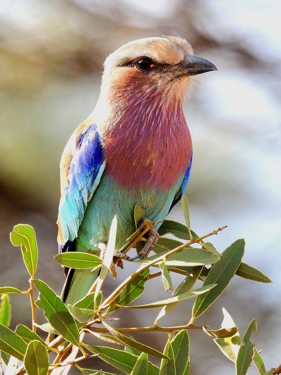 Lilac-breasted Roller - ML621059459