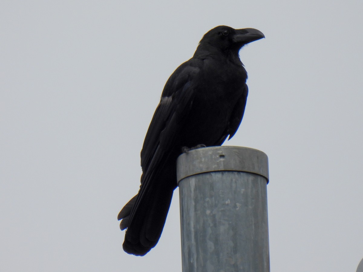 Large-billed Crow - ML621059463