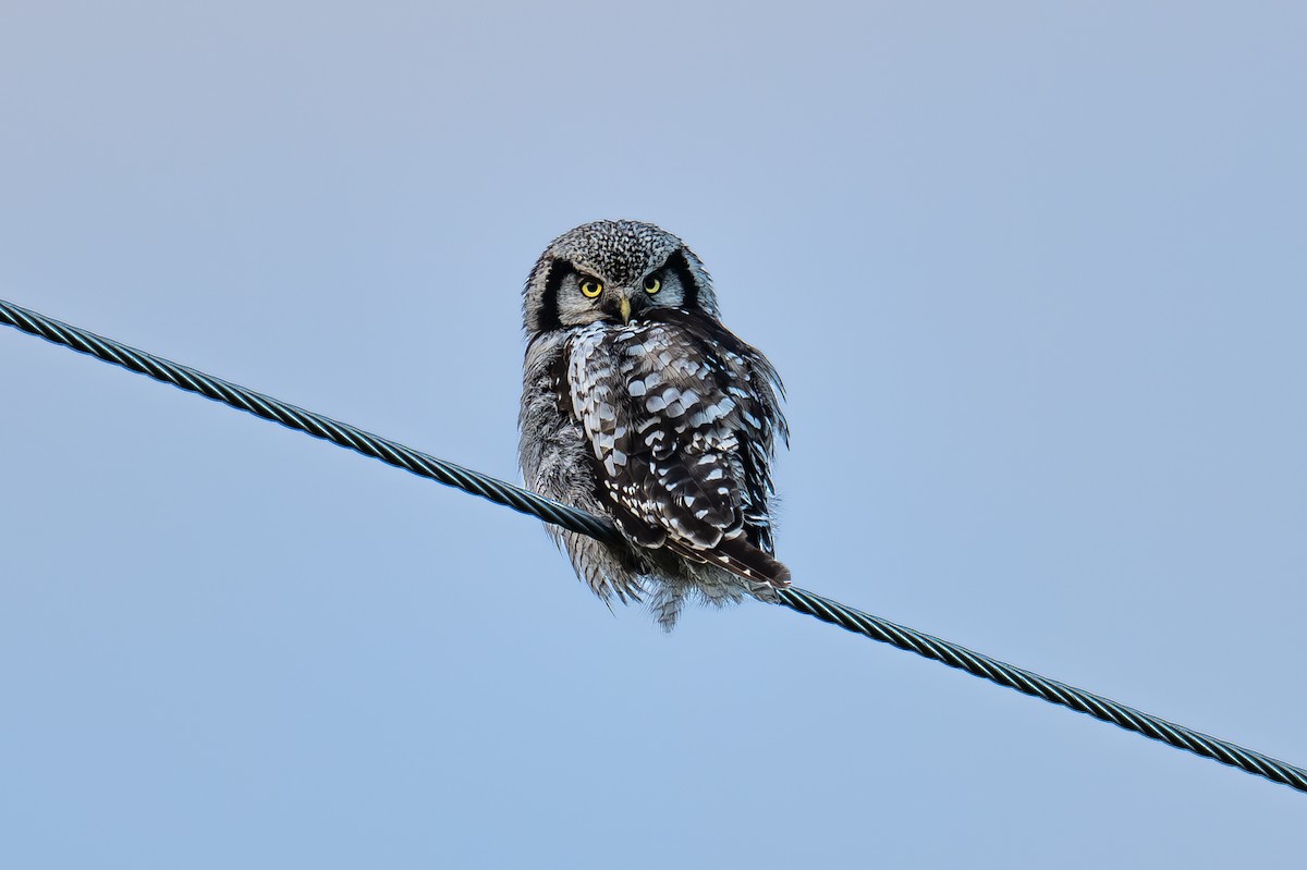 Northern Hawk Owl - ML621059466