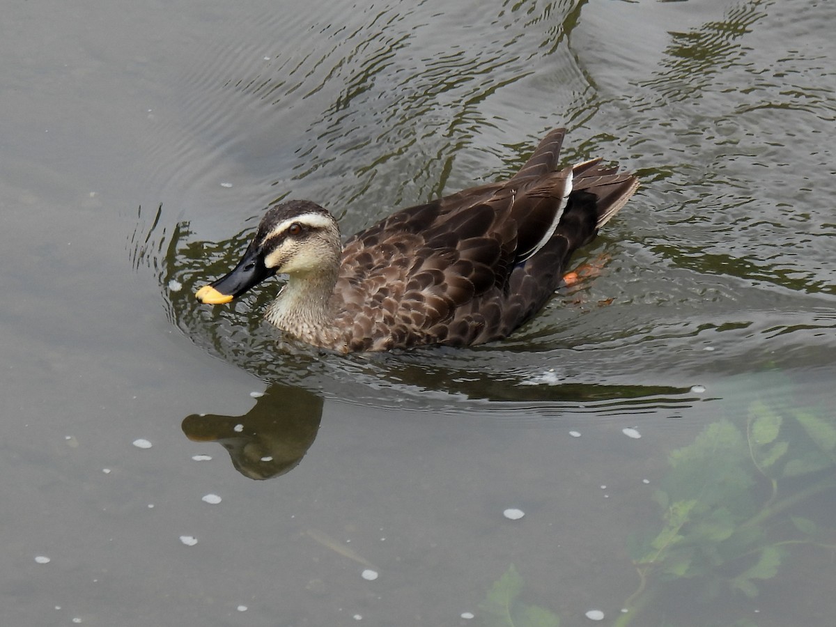 Eastern Spot-billed Duck - ML621059472