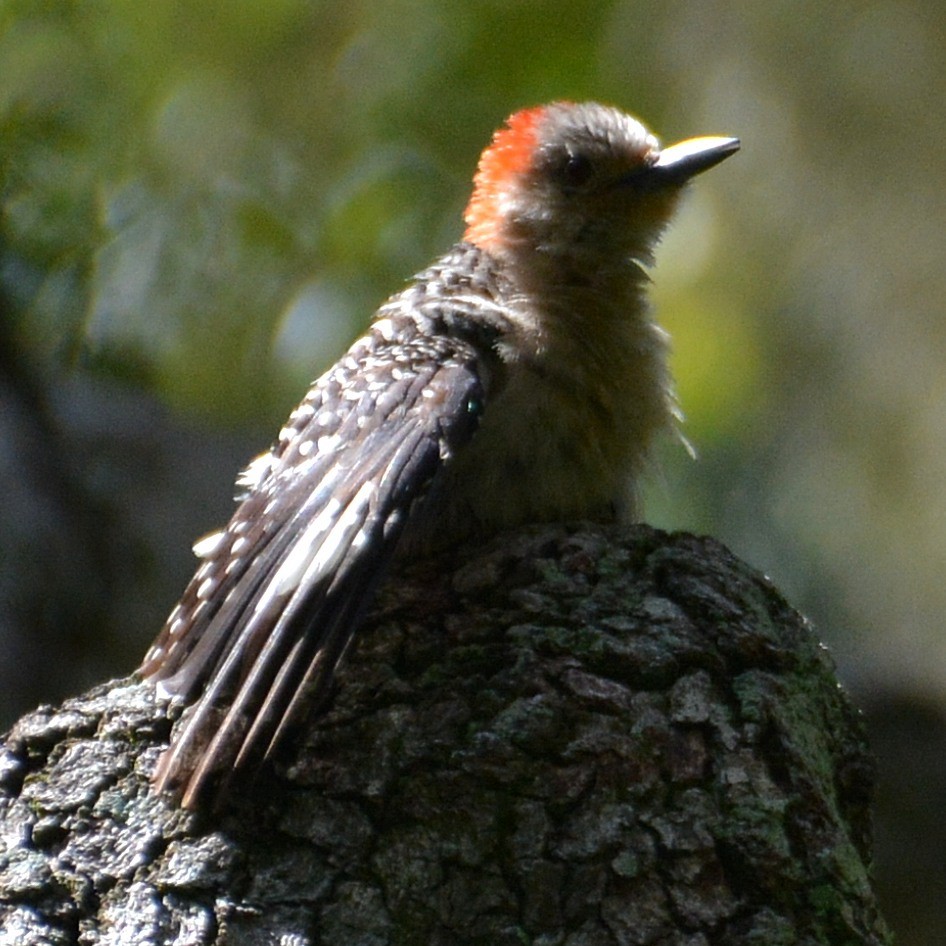 Red-bellied Woodpecker - ML621059473