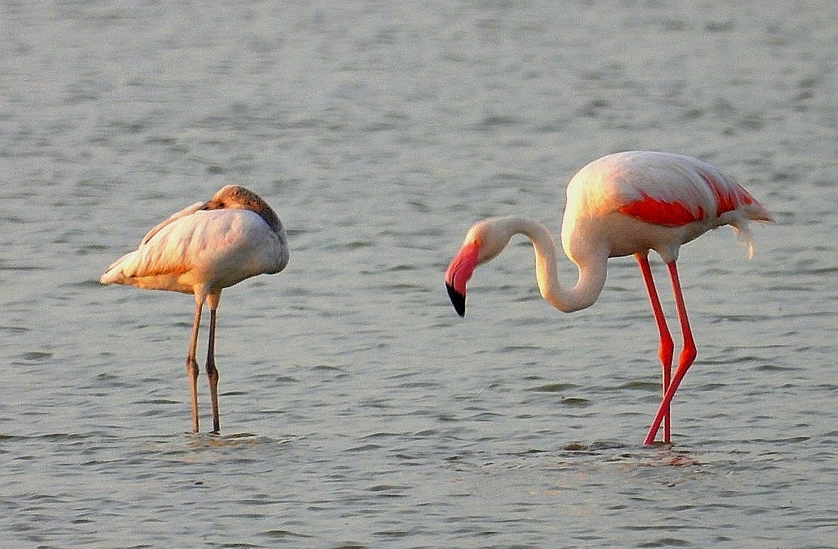 Greater Flamingo - ML621059474