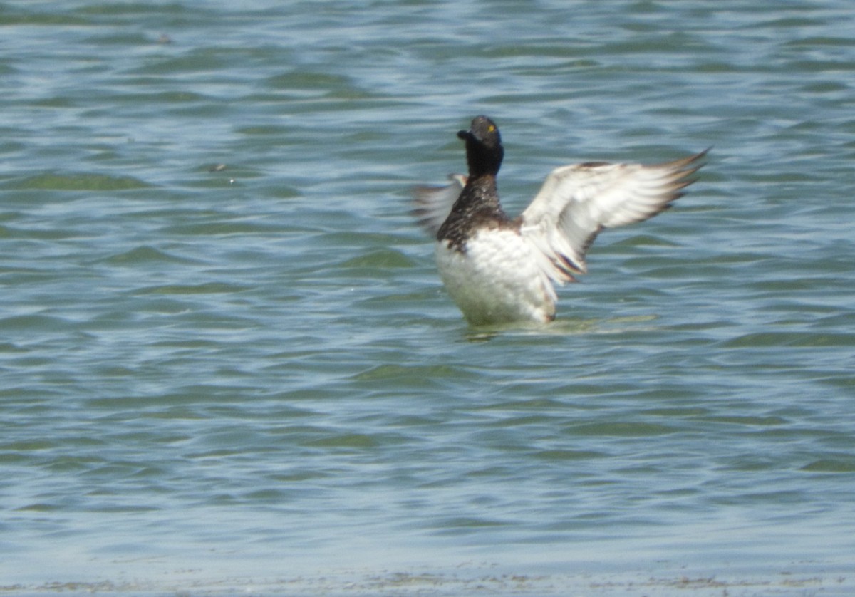 Tufted Duck - ML621059480