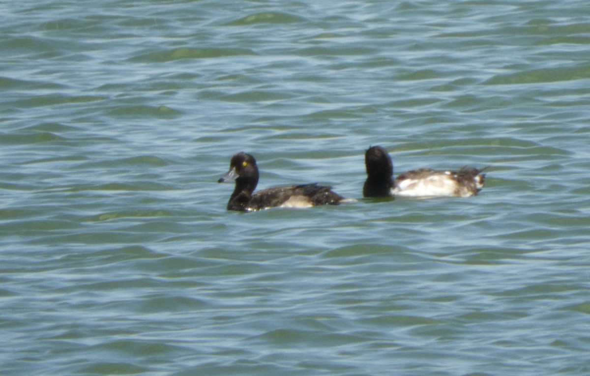 Tufted Duck - ML621059481