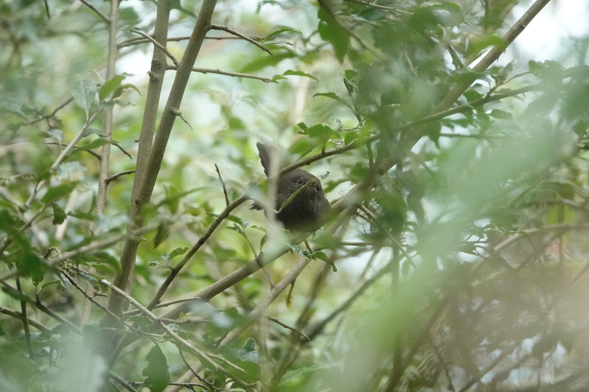 Taiwan Bush Warbler - ML621059489
