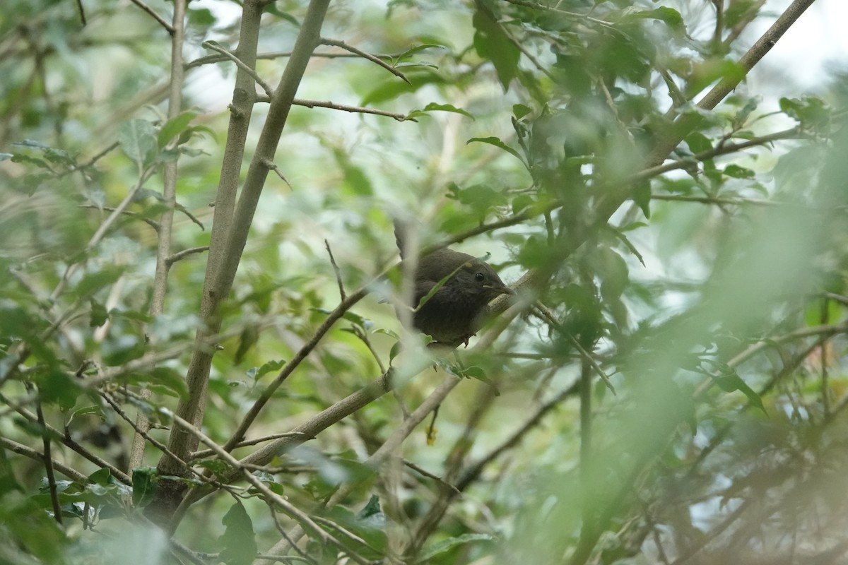 Taiwan Bush Warbler - ML621059491