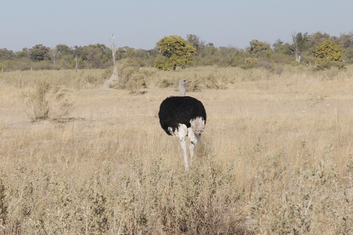 Африканский страус - ML621059524