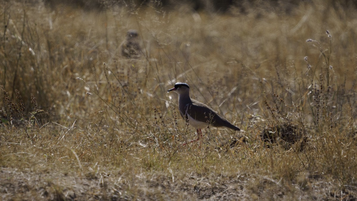 Crowned Lapwing - ML621059589