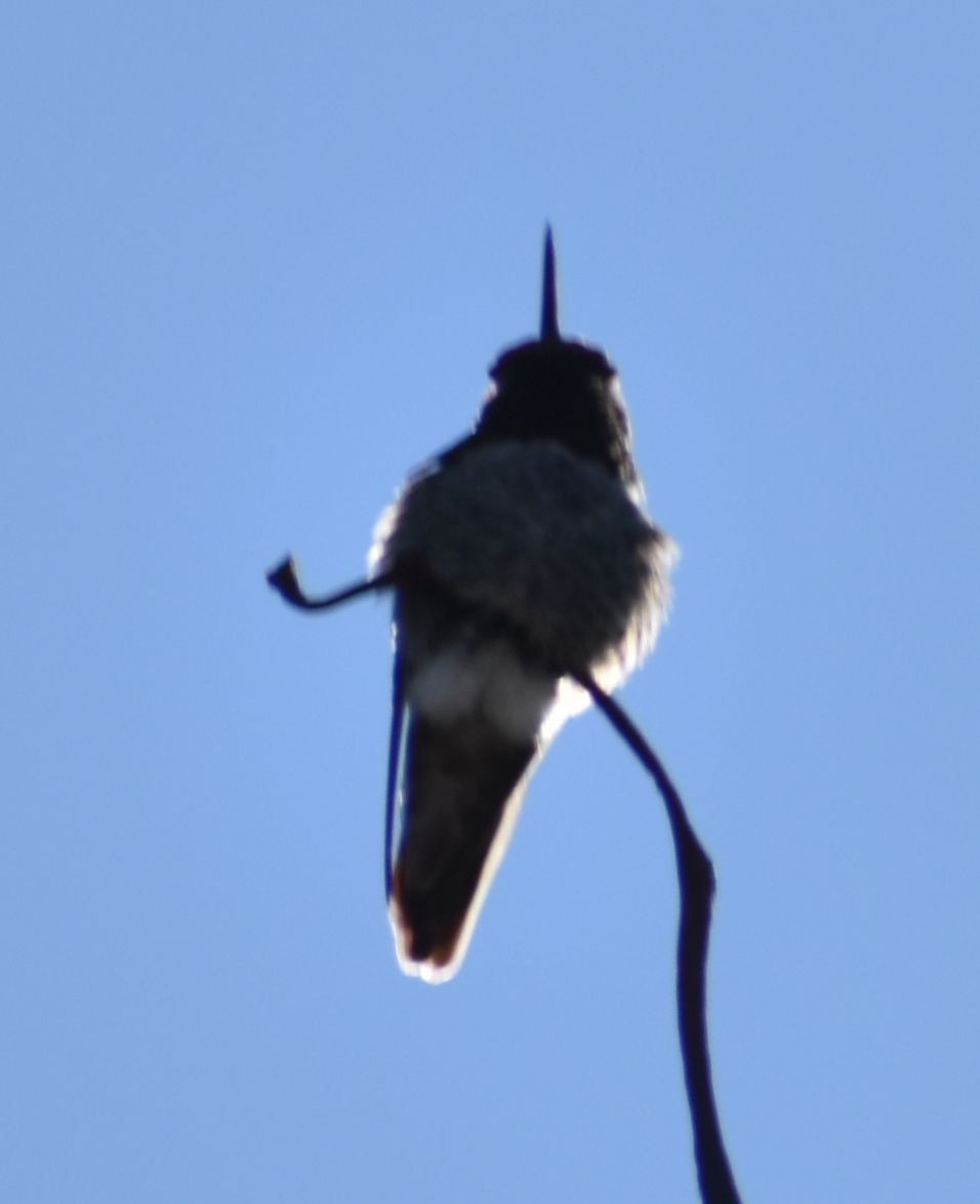 Anna's Hummingbird - ML621059591