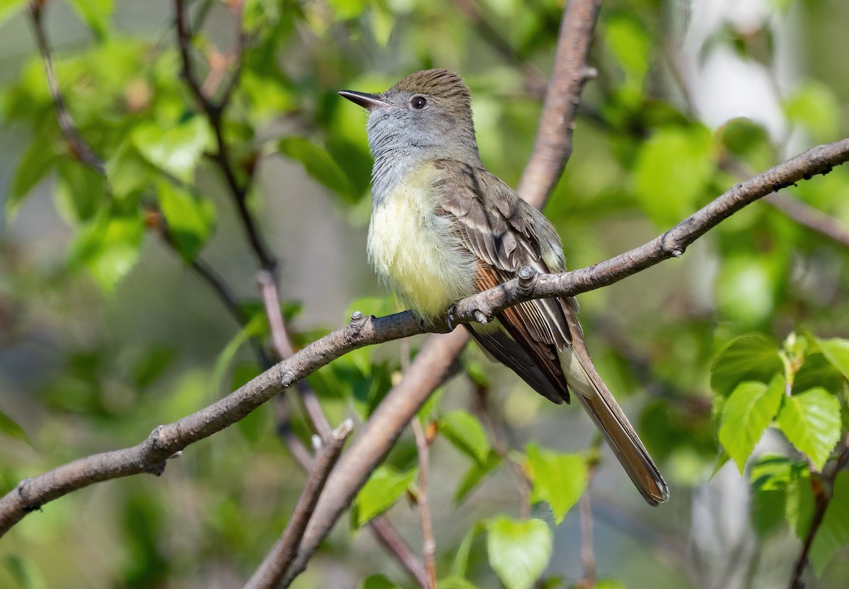 Great Crested Flycatcher - ML621059613