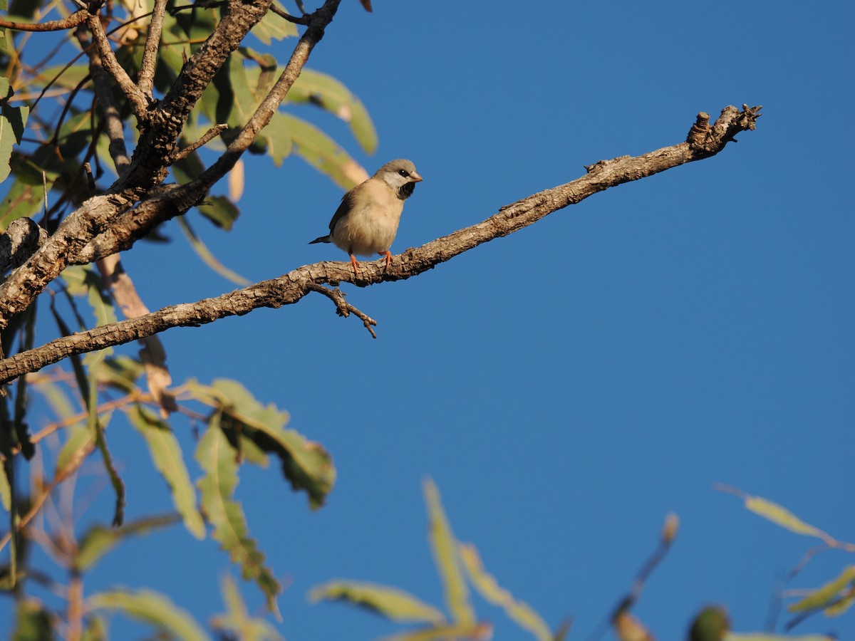Long-tailed Finch - ML621059617