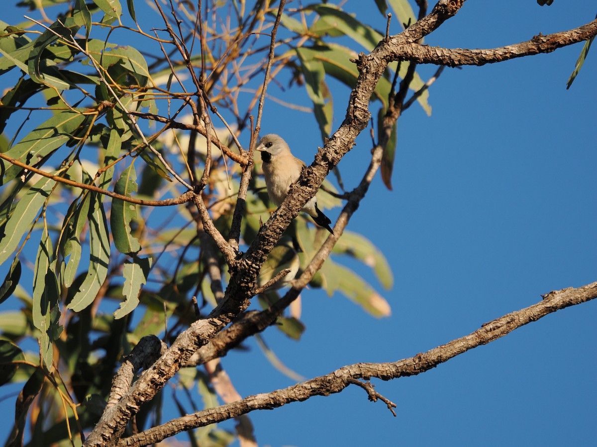Long-tailed Finch - ML621059618