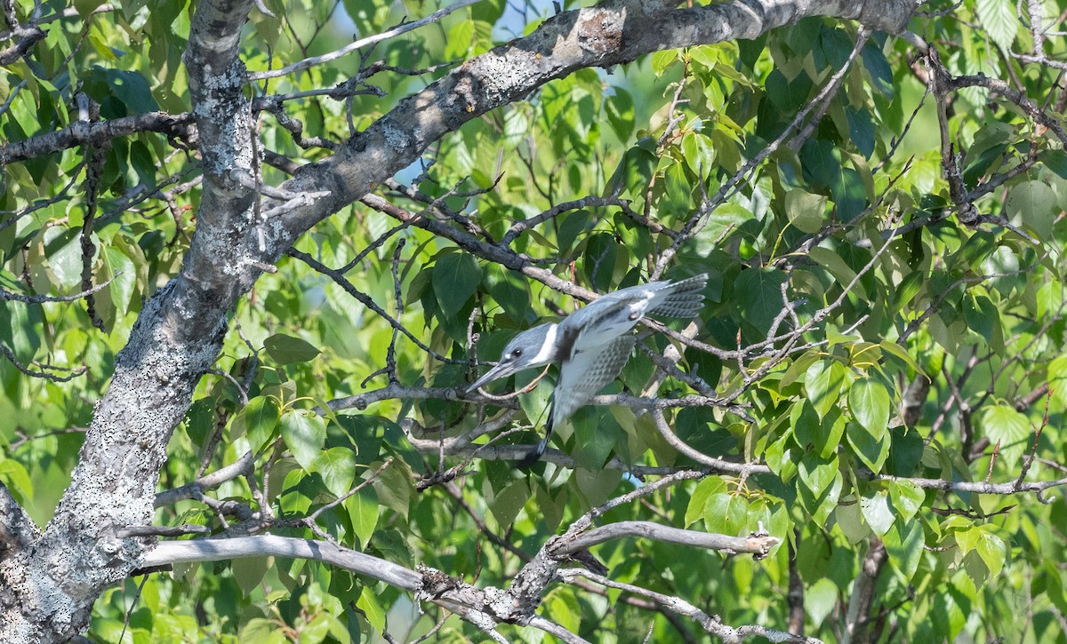 Belted Kingfisher - ML621059640