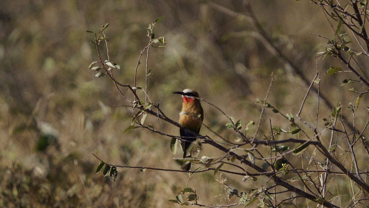 White-fronted Bee-eater - ML621059641