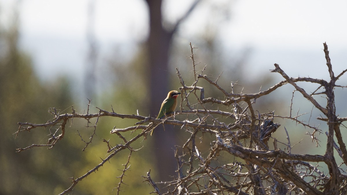 White-fronted Bee-eater - ML621059642